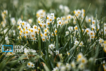 Recolección de narcisos en Kazerun