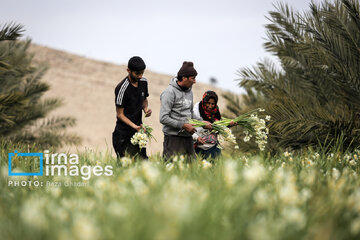 Recolección de narcisos en Kazerun