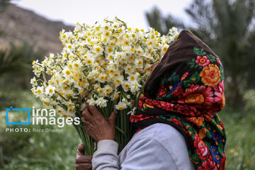 Recolección de narcisos en Kazerun