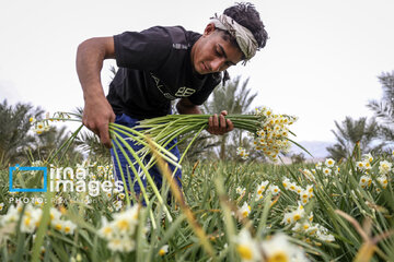 Recolección de narcisos en Kazerun