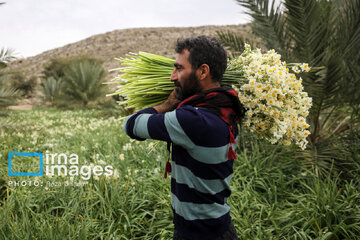 Recolección de narcisos en Kazerun