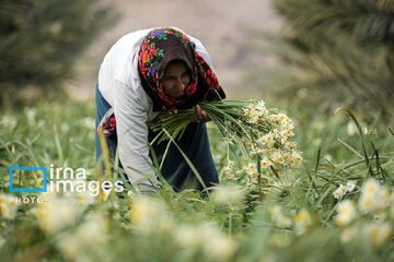 Recolección de narcisos en Kazerun