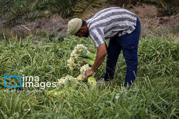 Recolección de narcisos en Kazerun