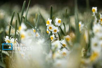 Recolección de narcisos en Kazerun