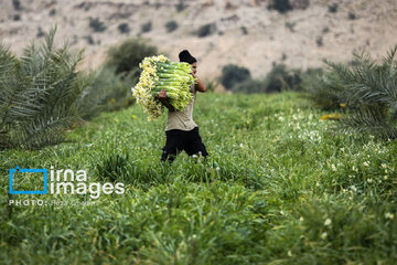 Recolección de narcisos en Kazerun