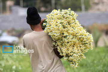 Recolección de narcisos en Kazerun