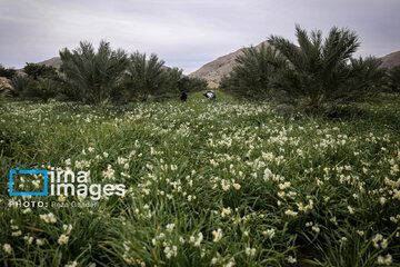 Recolección de narcisos en Kazerun