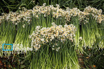 Recolección de narcisos en Kazerun