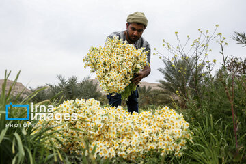 Recolección de narcisos en Kazerun