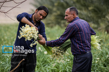 Recolección de narcisos en Kazerun