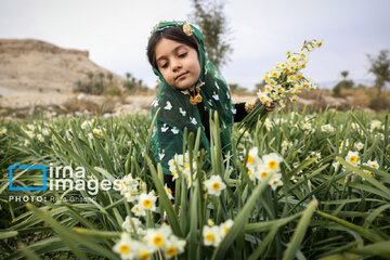 Recolección de narcisos en Kazerun