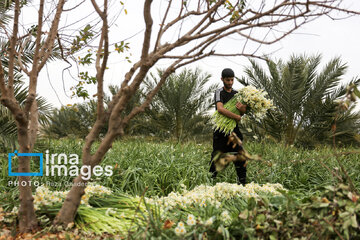 Recolección de narcisos en Kazerun