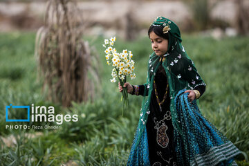 Recolección de narcisos en Kazerun