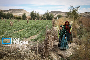 Recolección de narcisos en Kazerun