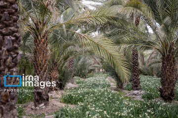 Recolección de narcisos en Kazerun