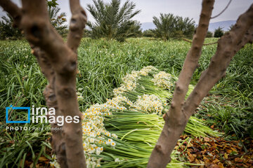 Harvesting daffodil flowers in southern Ira