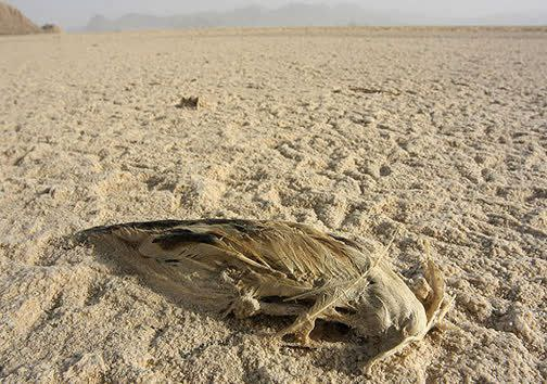 قهر پرندگان مهاجر با ورامین هفت ساله شد