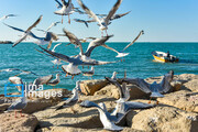 Seagulls flying over Iranian southern seashores