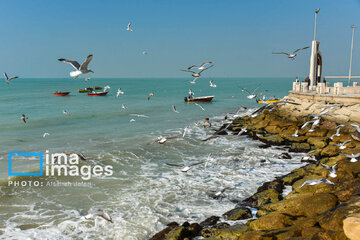 Seagulls flying over Bushehr, southern Iran