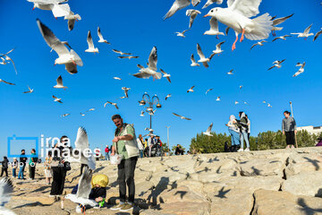 Seagulls flying over Bushehr, southern Iran