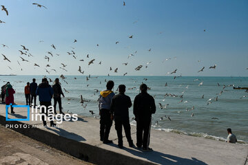 Seagulls flying over Bushehr, southern Iran