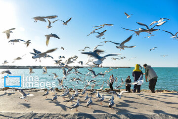 Seagulls flying over Bushehr, southern Iran