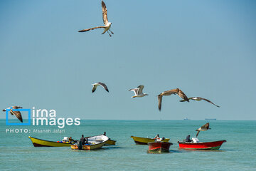 Seagulls flying over Bushehr, southern Iran