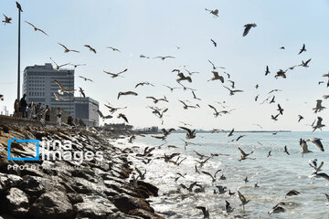 Seagulls flying over Bushehr, southern Iran