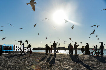 Seagulls flying over Bushehr, southern Iran