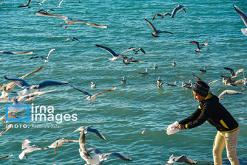 Seagulls flying over Bushehr, southern Iran