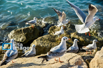 Seagulls flying over Bushehr, southern Iran