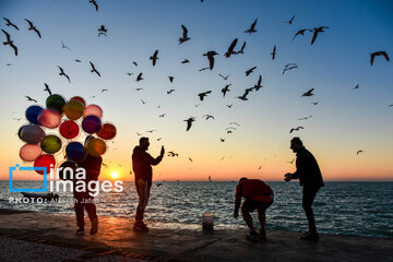 Seagulls flying over Bushehr, southern Iran