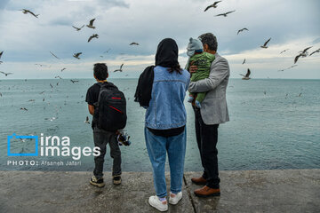 Seagulls flying over Bushehr, southern Iran