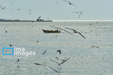 Seagulls flying over Bushehr, southern Iran