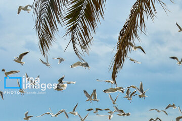 Seagulls flying over Bushehr, southern Iran