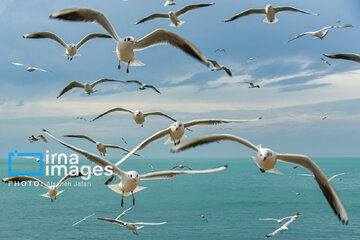 Seagulls flying over Bushehr, southern Iran