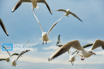 Seagulls flying over Bushehr, southern Iran