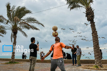 Seagulls flying over Bushehr, southern Iran