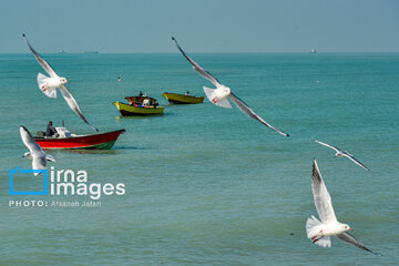 Seagulls flying over Bushehr, southern Iran