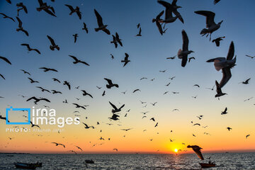 Seagulls flying over Bushehr, southern Iran