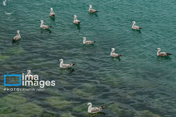 Seagulls flying over Bushehr, southern Iran