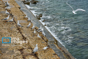 Seagulls flying over Bushehr, southern Iran