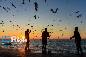 Seagulls flying over Bushehr, southern Iran