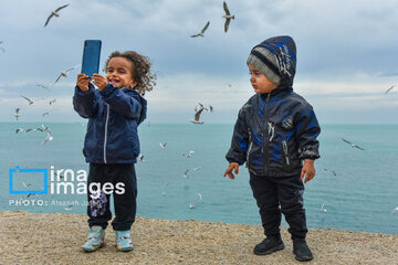 Seagulls flying over Bushehr, southern Iran