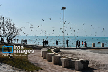 Seagulls flying over Bushehr, southern Iran