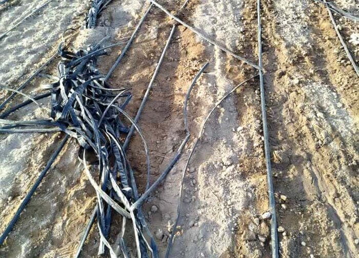 نگرانی گندمکاران قلعهگنج از قطع بیموقع موتورپمپها