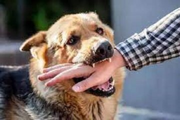 افزایش ۲۰ درصدی حیوان گزیدگی در نیشابور