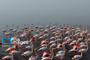 Migratory birds in Miankaleh Wetland; northern Iran