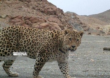 خبر جولان پلنگ در روستای دروان البرز تکذیب شد