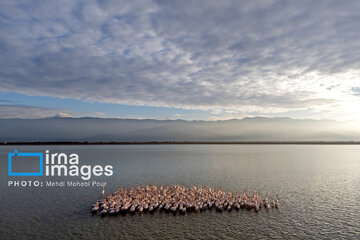 Miankaleh Wetland